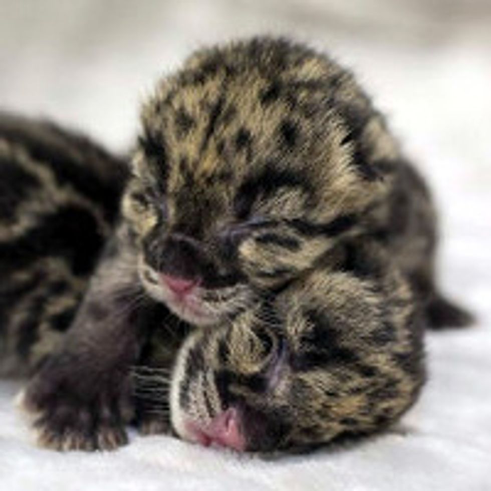 Two Baby Clouded Leopards Make Debut At Nashville Zoo