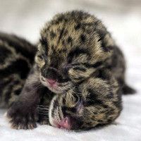◎muwm◎ PuffUp Baby (Leopard) Luxe Leopard Zippy | Little Sleepies