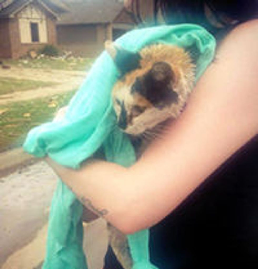 Calico Cat Survives Tornado Rescued By Kind People
