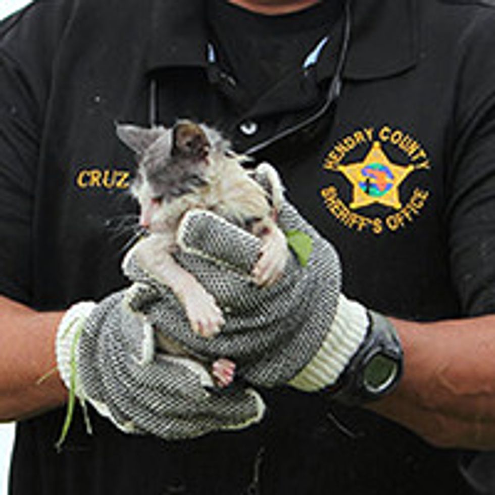 Deputies Rescue Kitten That Fell In River