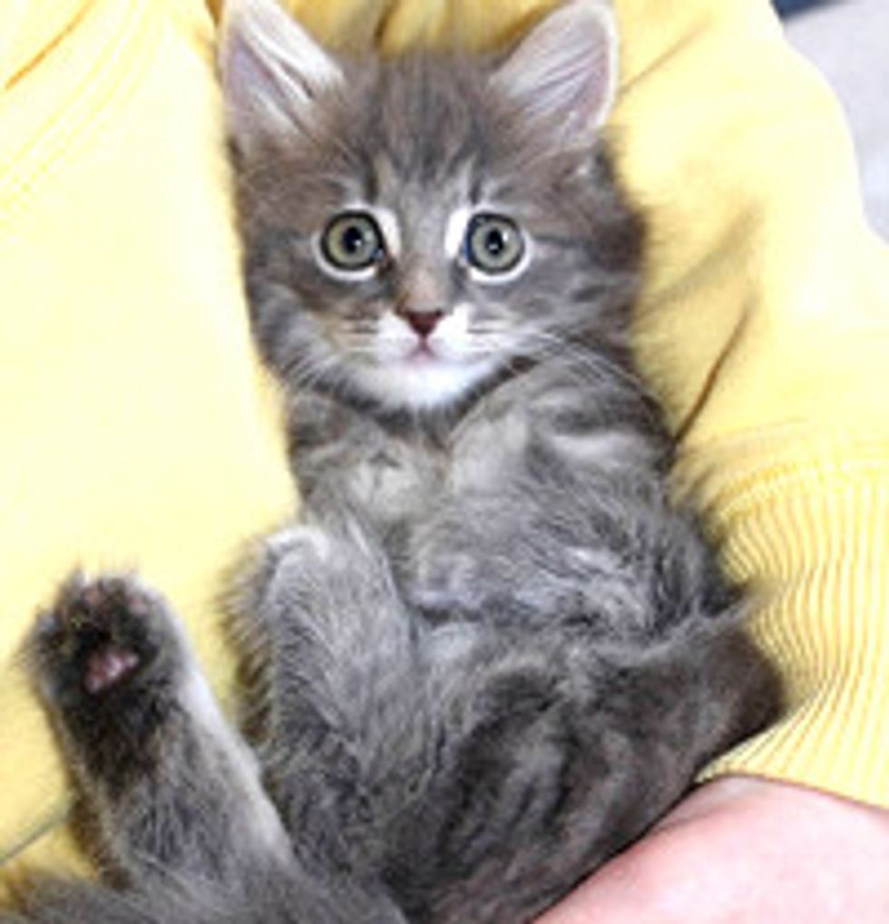Squitten The Kitten! Born With No Bones In Front Paws, Walks & Sits Like A Squirrel