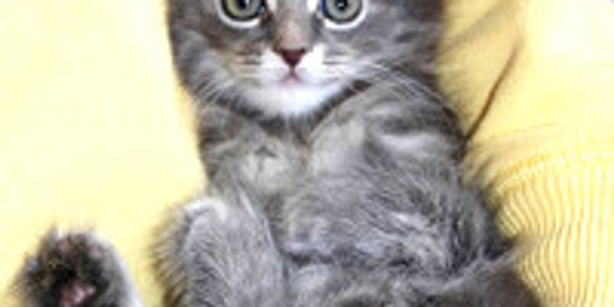 Squitten Squitten The Kitten! Born With No Bones In Front Paws, Walks & Sits ...