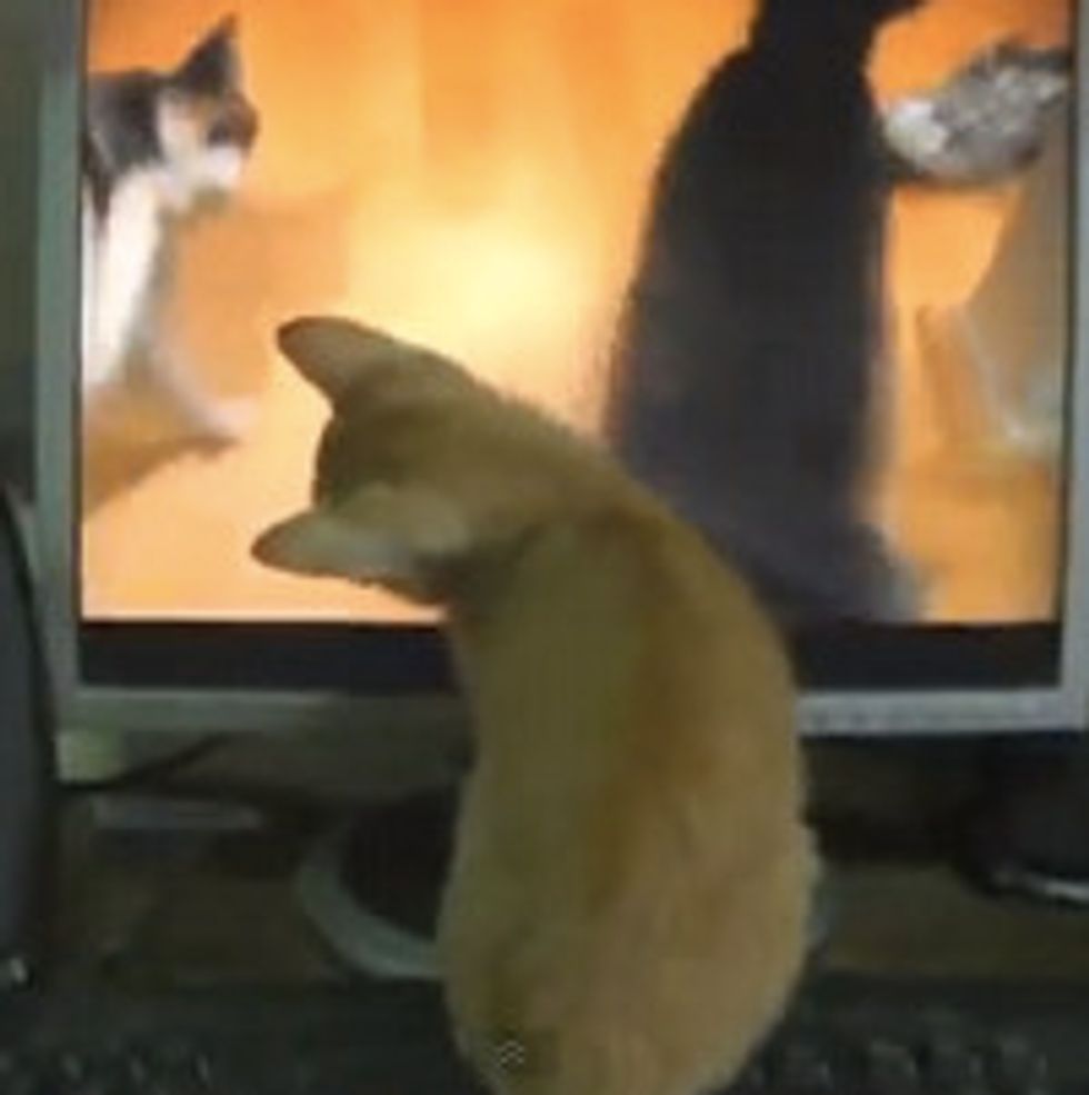Cats Reacting To Cats Meowing On YouTube