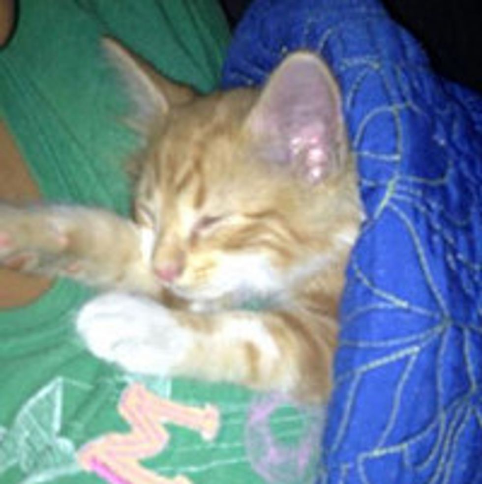 Garland Cop Rescues Kitten From SUV