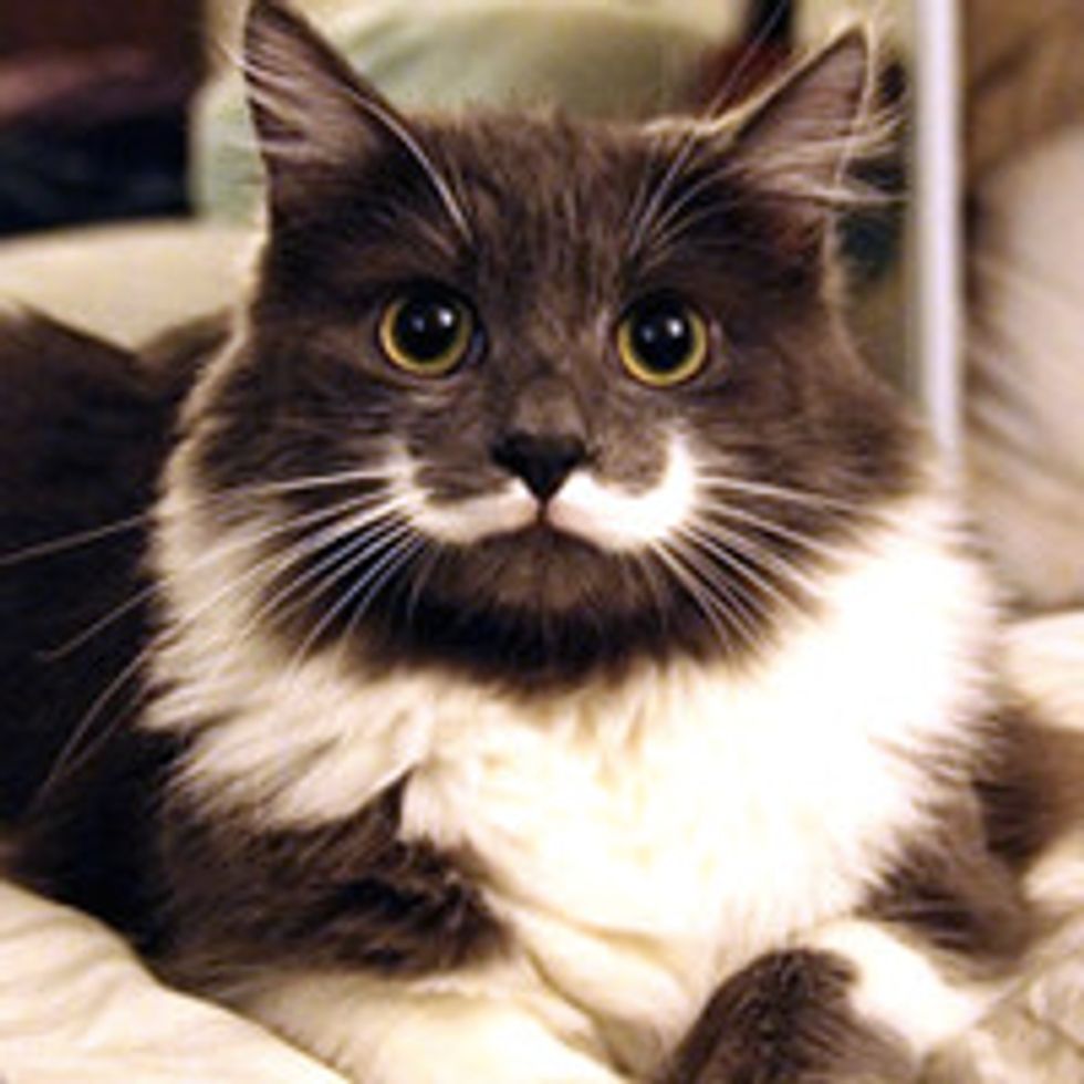 Mustache Cat Couldn't Find Home Until Someone Saw Something In Him Other Didn't