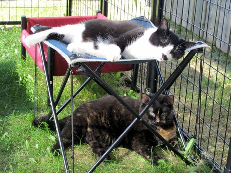 Woman Builds Cat Patio For Her Special Needs Cats While She Quits Smoking