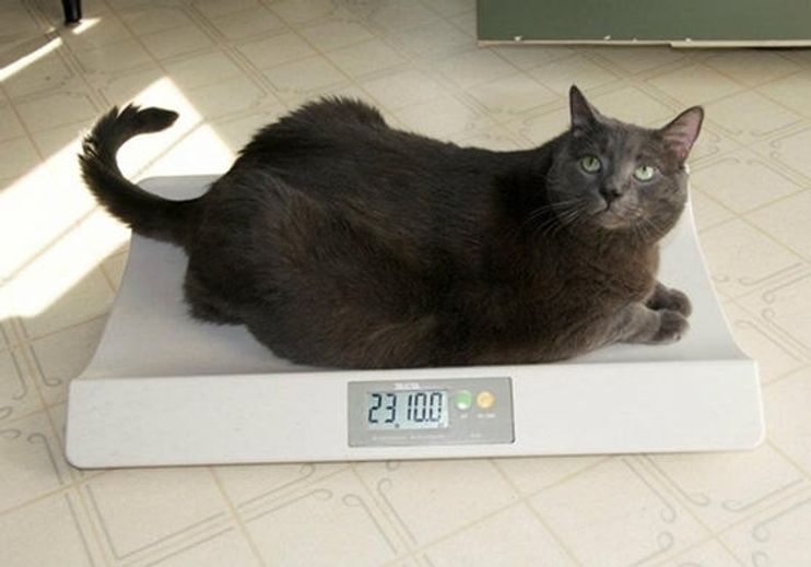 Toby's weight loss journey: 30-lb cat gets help shedding a few