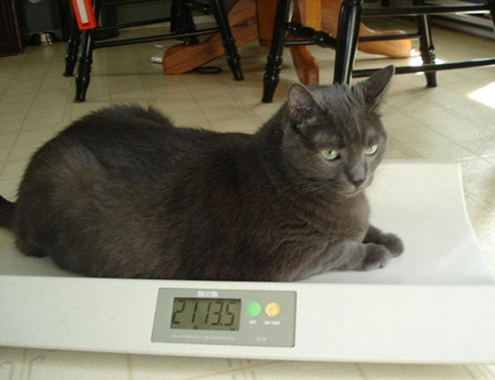 30 Lbs Cat's Amazing Weight Loss Journey Love Meow