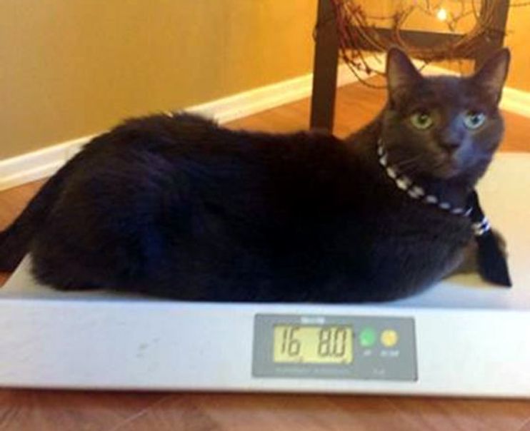 Toby's weight loss journey: 30-lb cat gets help shedding a few