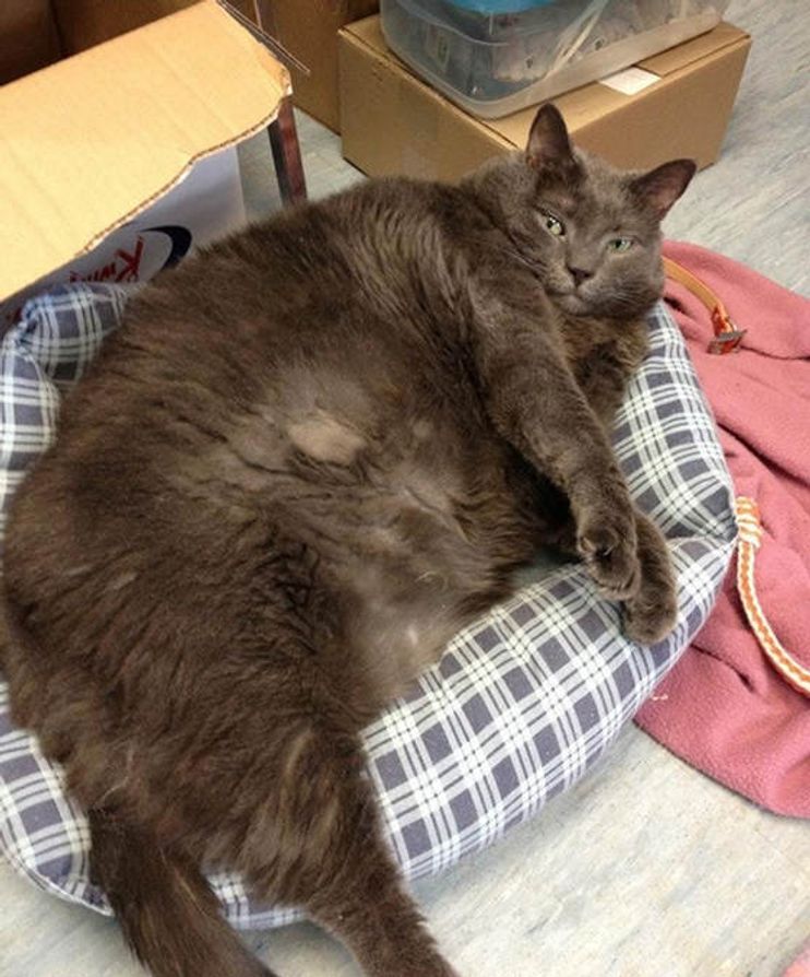 Animal Rescue in Boston Helps Pair of 30-Lb. Cats Lose Weight