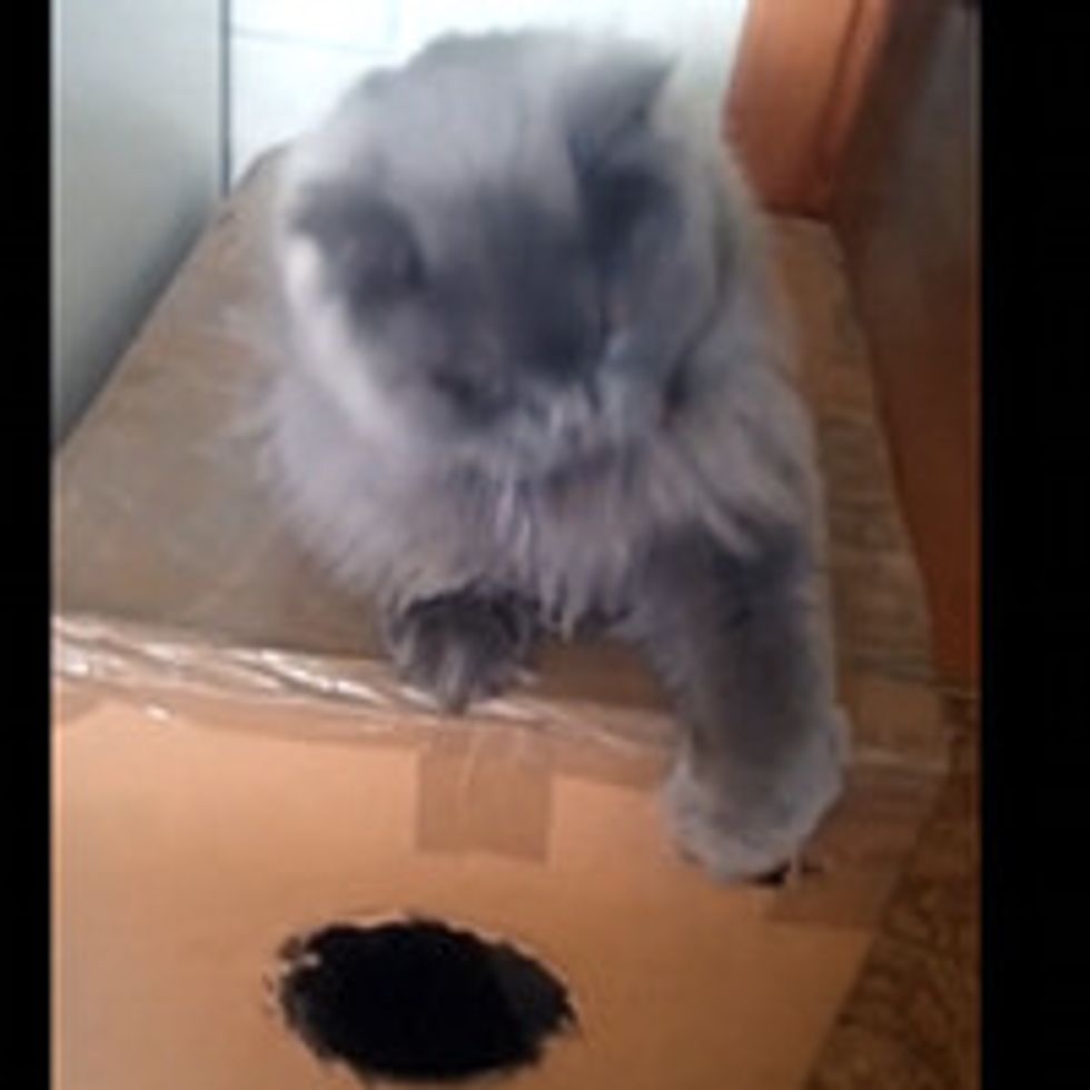 Kitty Guards His Box