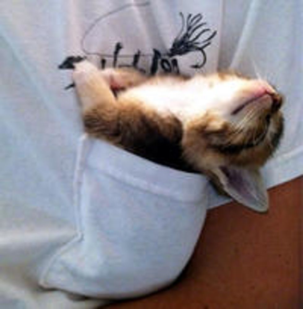 Tiny Pocket Kitten