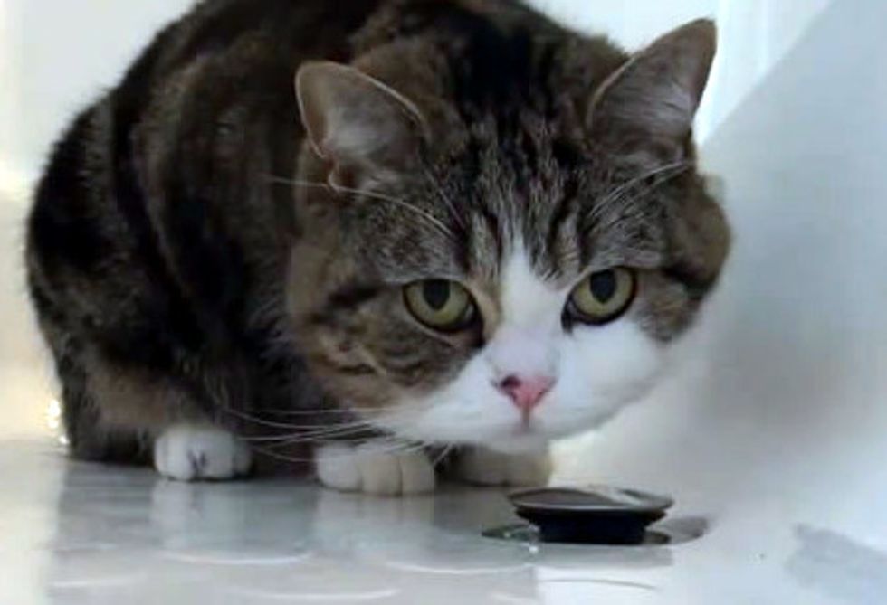 Maru Plays In Bath Tub