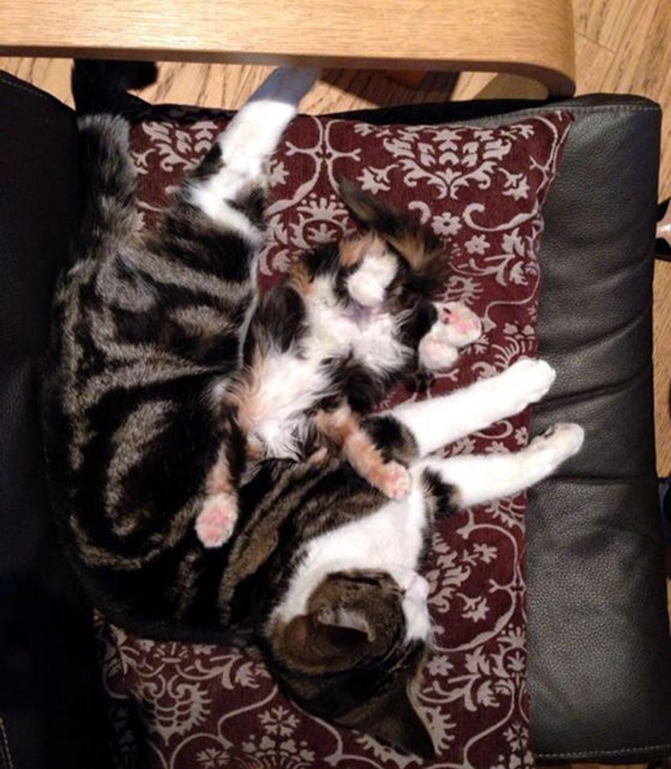 They Worried Their Older Cat Wouldn't Accept The New Kitten... Love Meow