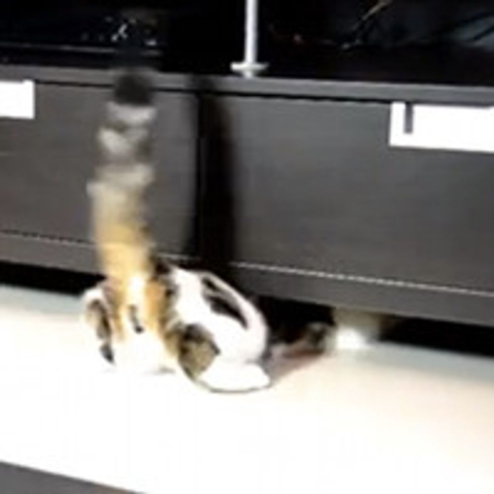 Kitty Fetches Toy No Matter Where It Goes