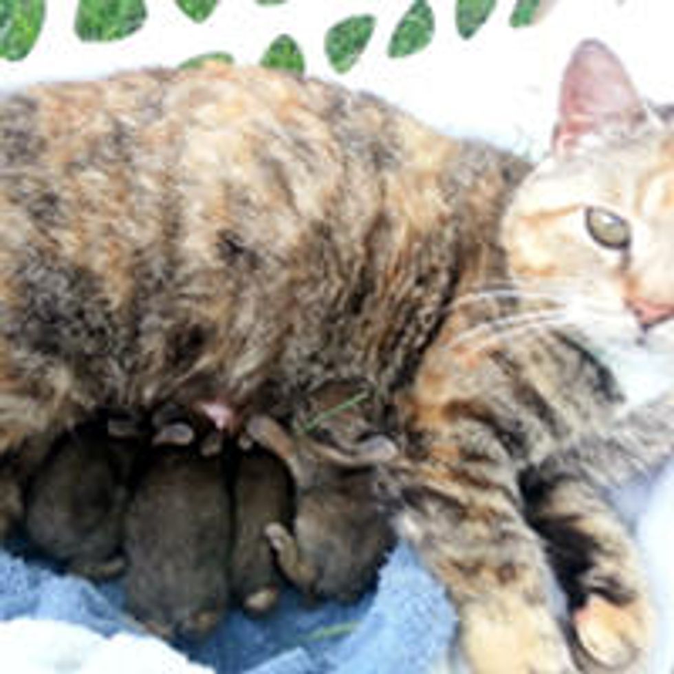 Cat Adopts A Litter Of Baby Rabbits