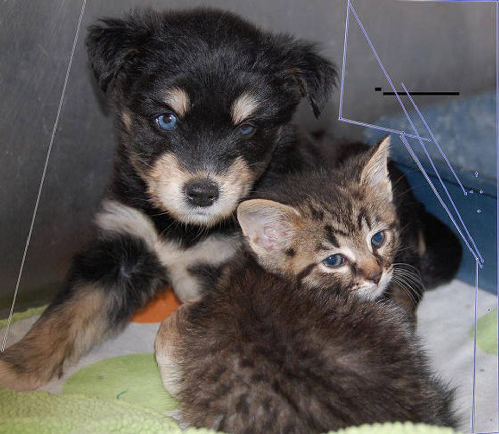 Stray Pup Finds Stray Kitten: Best Friends
