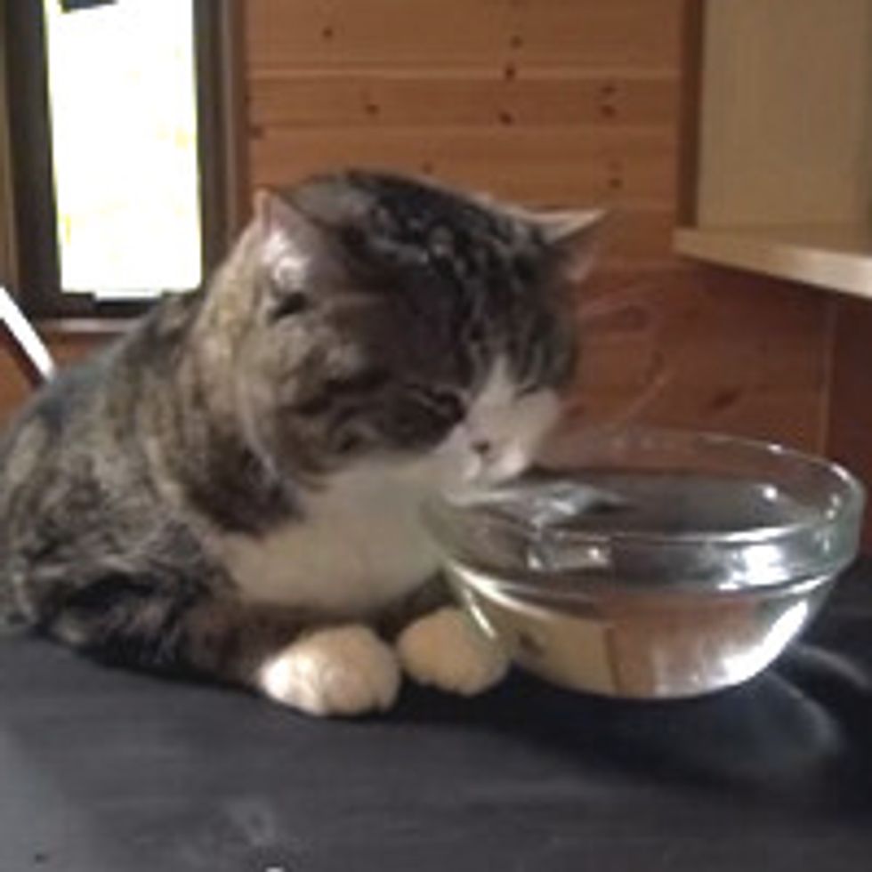 Maru's Catnip Tea Time