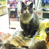 Stray Cat Finds Gas Station As Home Love Meow