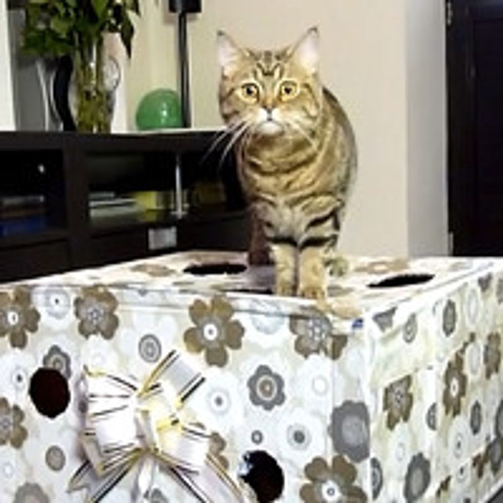 Kitties Diving In Gift Box