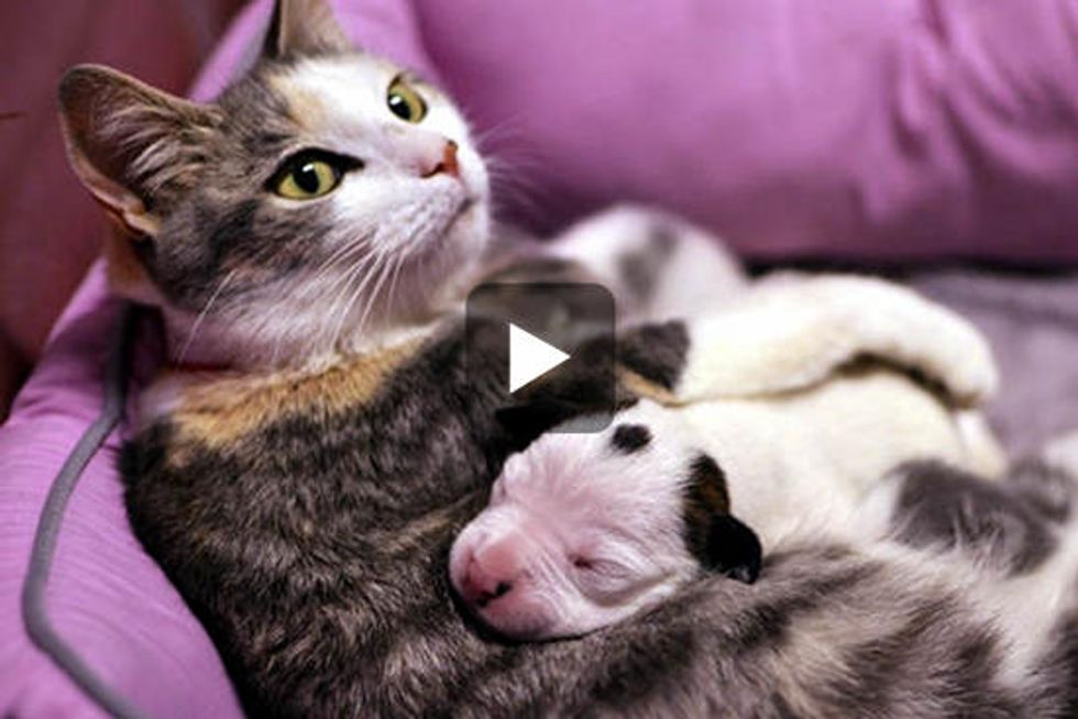 Cat Mama Adopts Orphaned Pit Bull Puppy & Nurses Him Back To Health