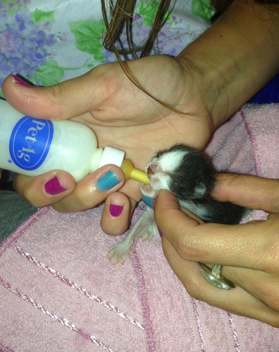 Day Old Kitten Finds Second Chance At Life