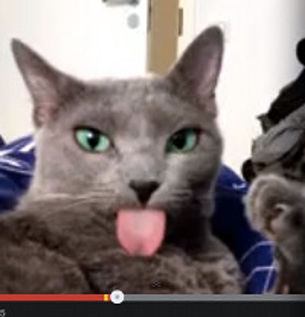 Cat Forgets Her Tongue Out