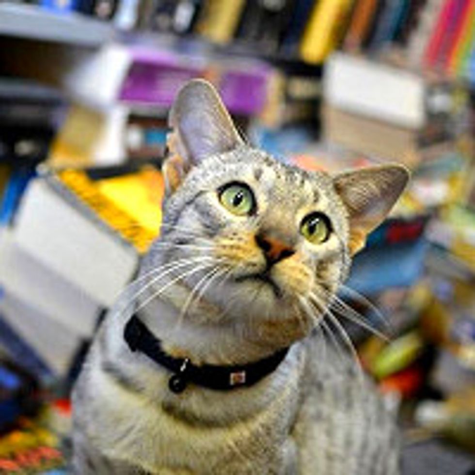 Dodger The Bookstore Cat