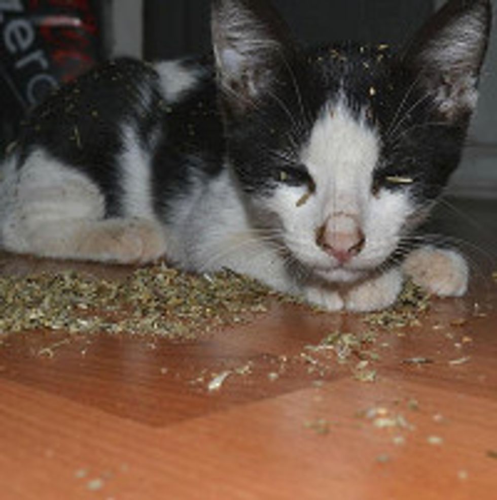 When Cat Finds Catnip While His Humans Are Out...