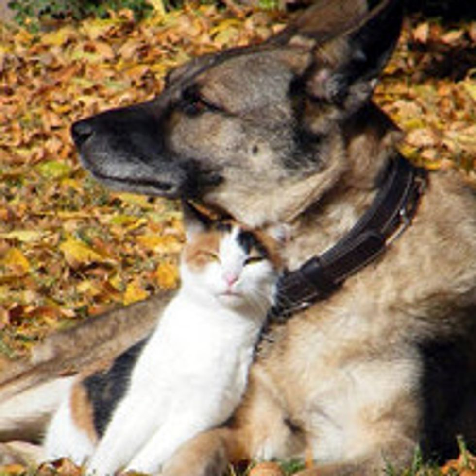 Calico Cat And Her Personal Guard Dog