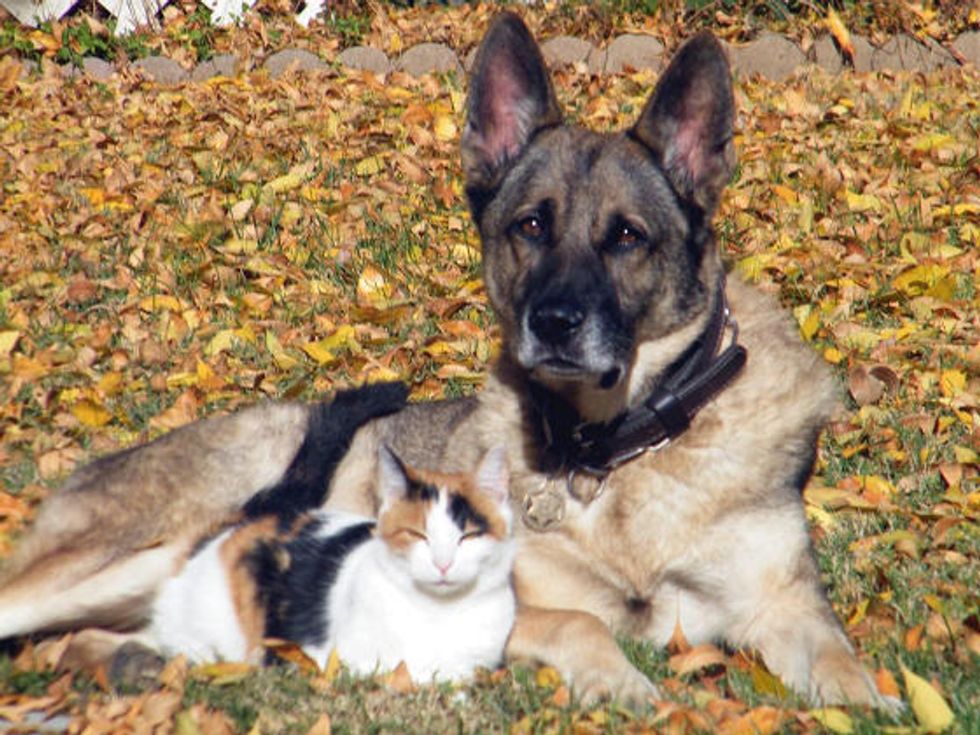 Calico Cat And Her Personal Guard Dog - Love Meow