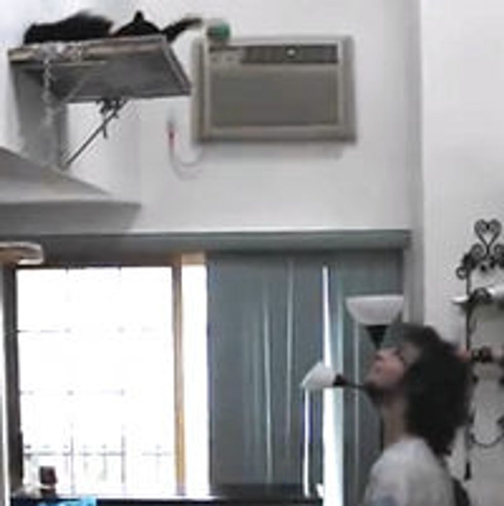 Cat Juggles With Human