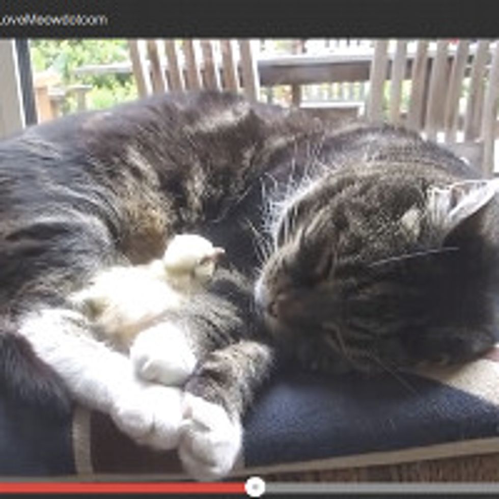 Chick Sleeps On Cat