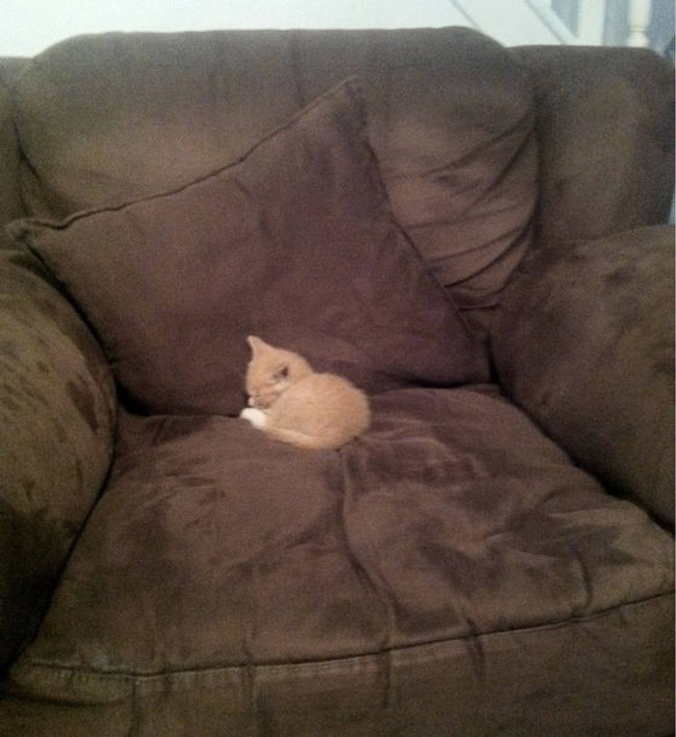 Tiny Kitten Claims His Chair In New Home