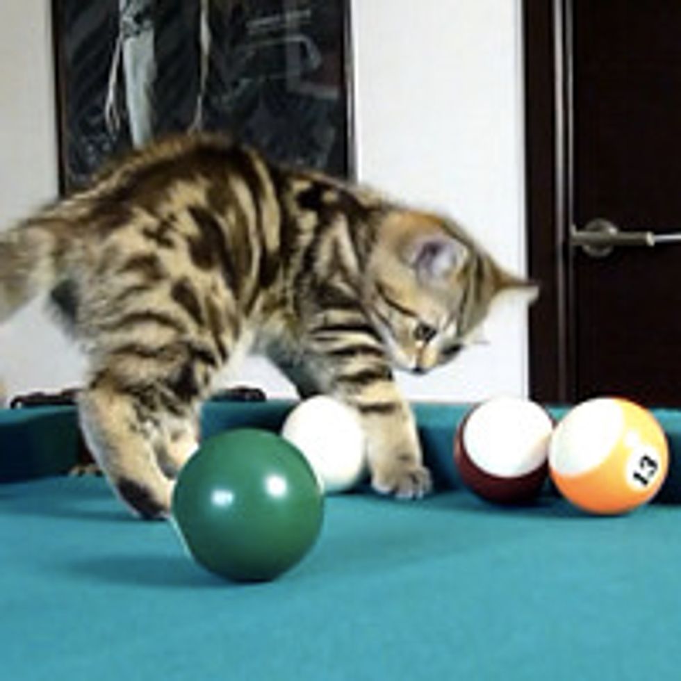 Kittens Learn To Play Pool