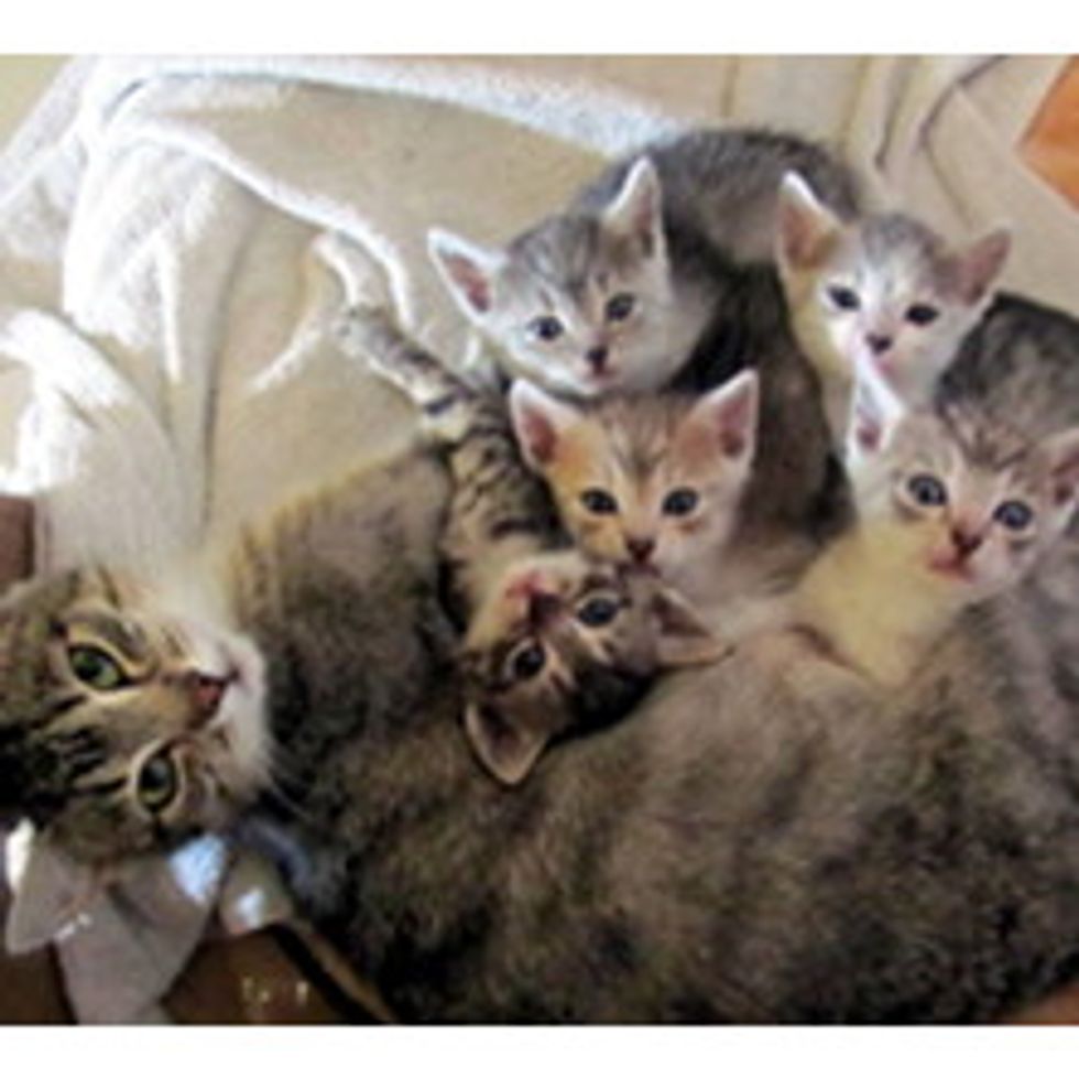 Cat Brings Surprise of Five Little Ones