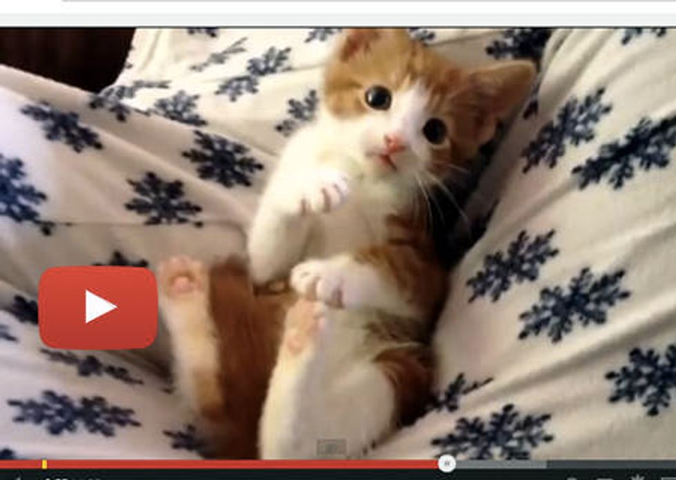 Oscar The Kitten: Cute 'splosion!