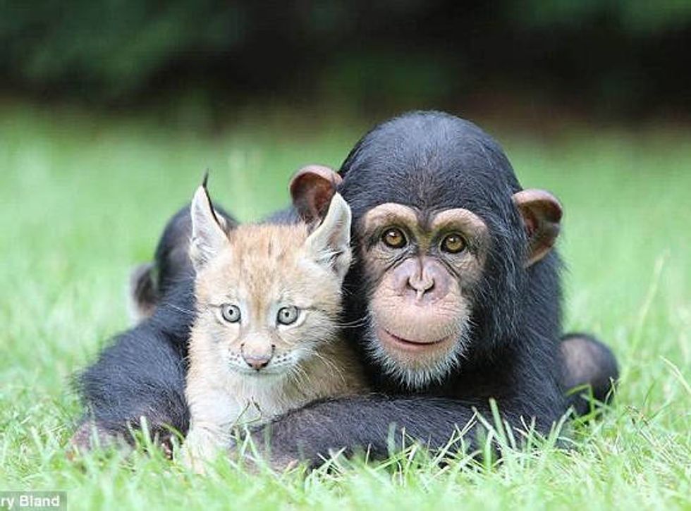 Wildcat Lynx and Chimpanzee Become Best Of Friends