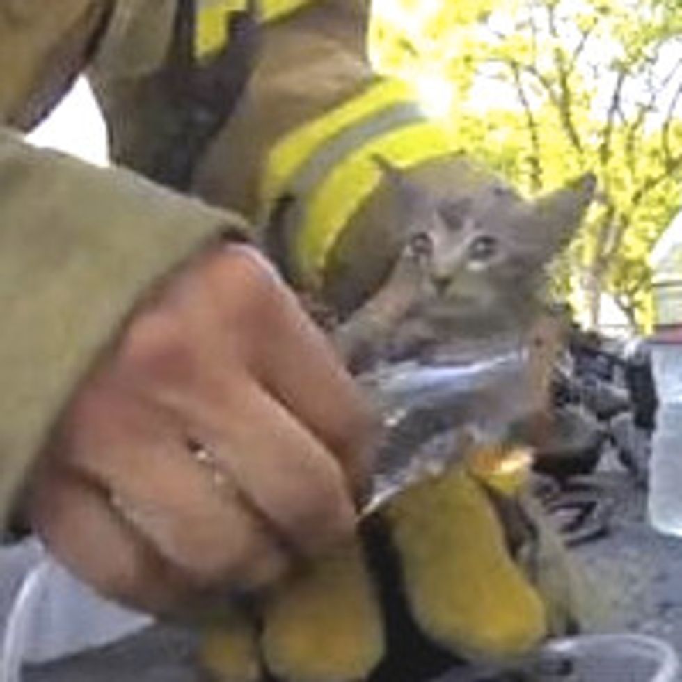 Firefighter Rescues Tiny Kitten From Burning House [Rescue Video]