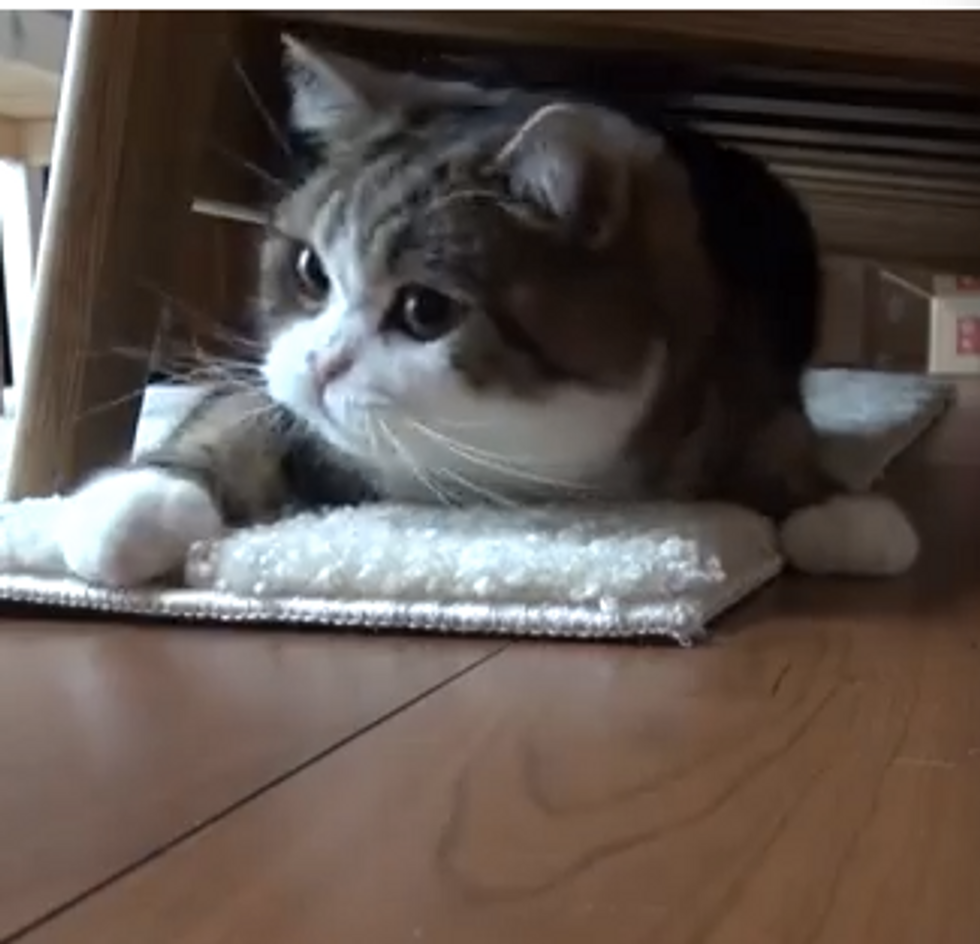 Maru Plays Under The Couch
