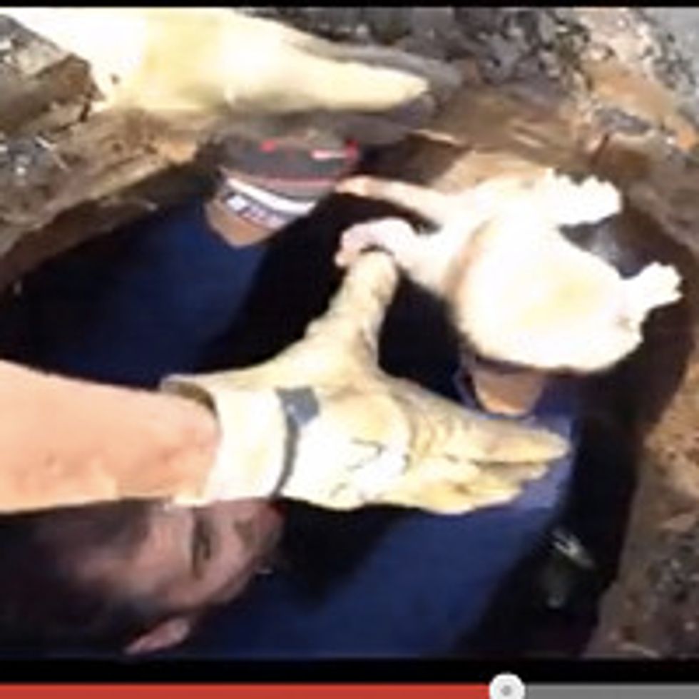 Firefighters Rescue Kitten From Storm Drain