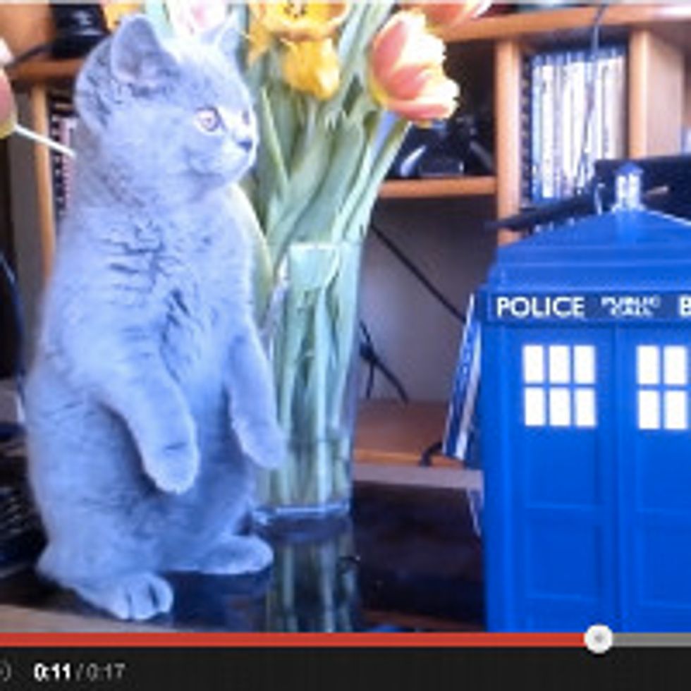 Ursus the British Shorthair Is Introduced To The TARDIS