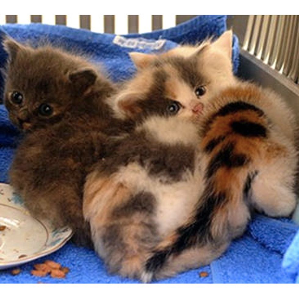 Three Kittens Found On Railway Tracks Saved By Courageous Woman