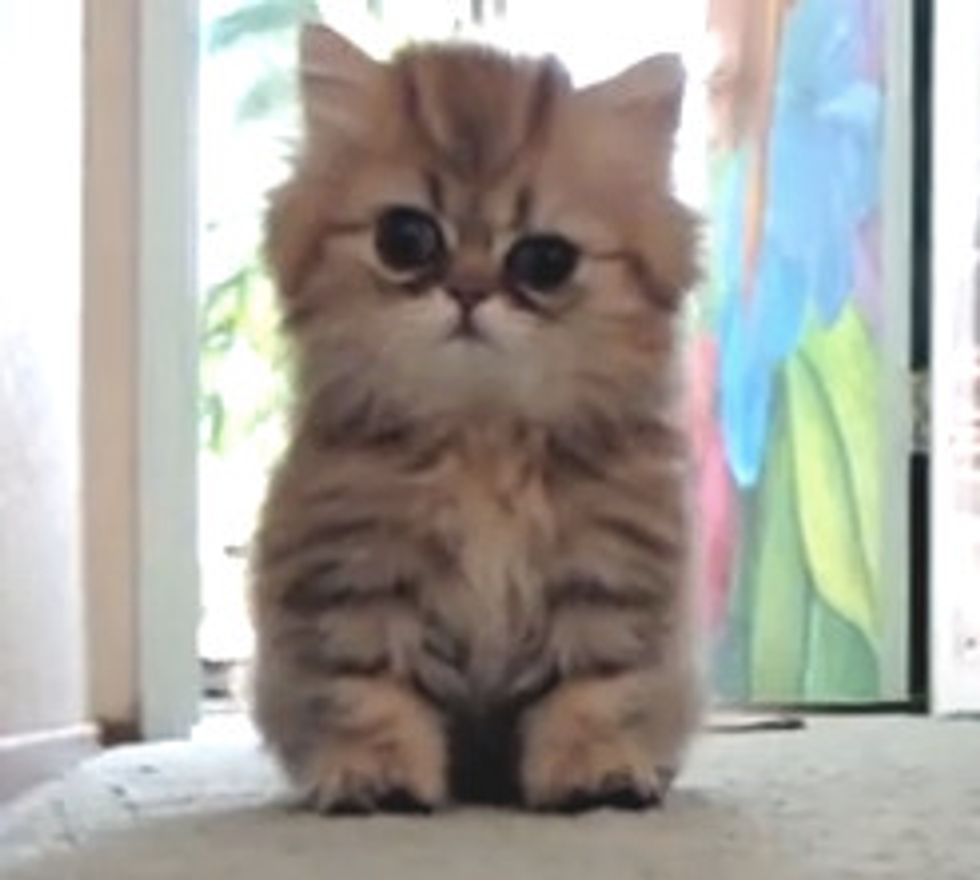Playful Persian Kitten: Cute Attack!