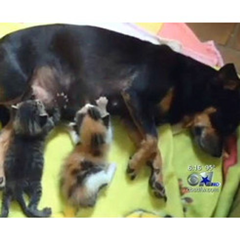 Shelter Finds Abandoned Chihuahua Nursing Her Adopted Kittens