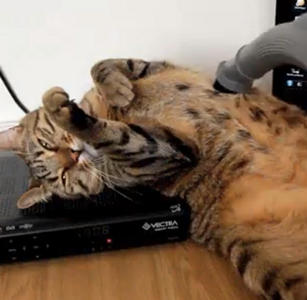 Cat Loves Vacuum