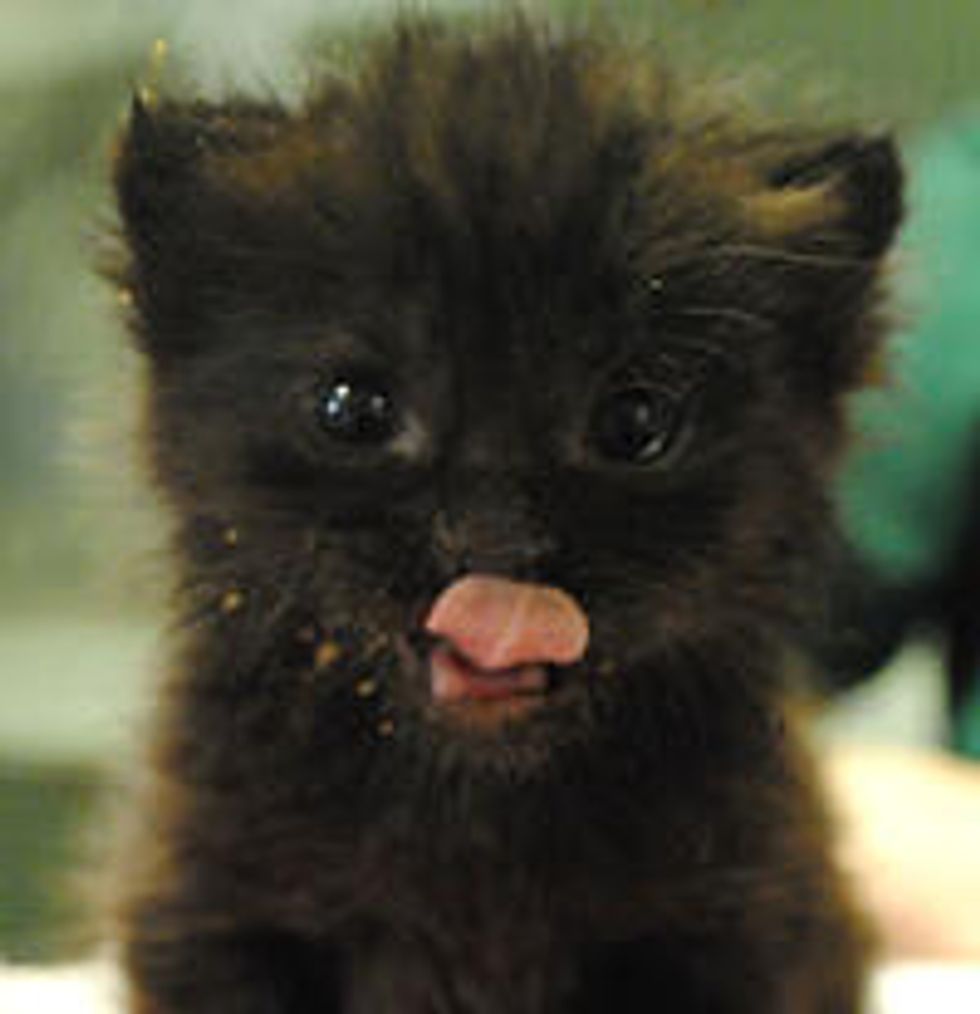 Baby Kitten Rescued On London Underground Train
