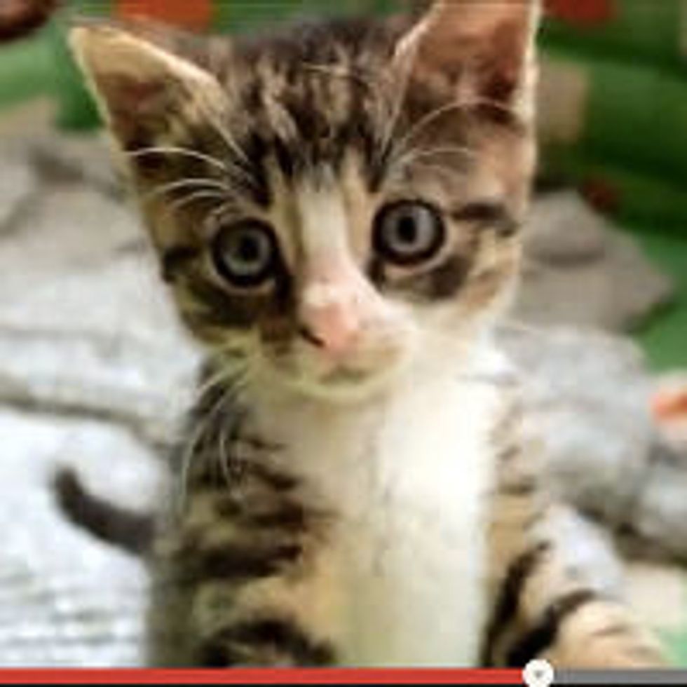 Happy Feet - Dynamo Kitten