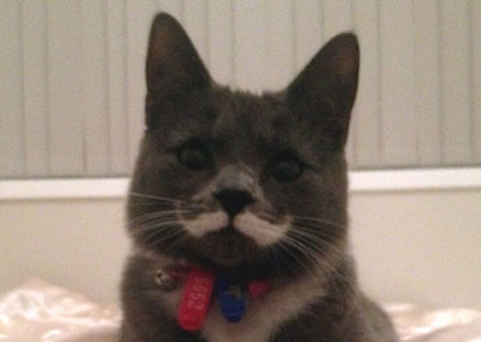 Mustache Kitty Finds Forever Home