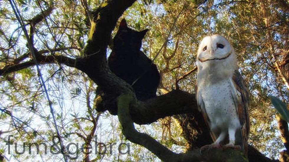 Cat And Owl Best Friends Love Meow